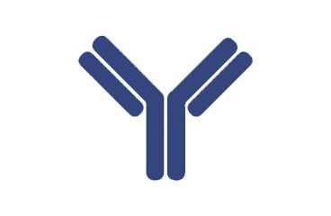Antibodies